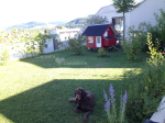Hühnerhaus und Hund (31.07.2013)