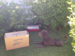 Die Neuankömmlinge in der Box, Stilleben mit Hund (01.08.2013)