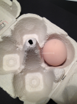 Das erste Ei im Karton (06.10.2013)