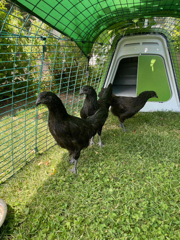 Drei Cemani-Junghennen im EGLU