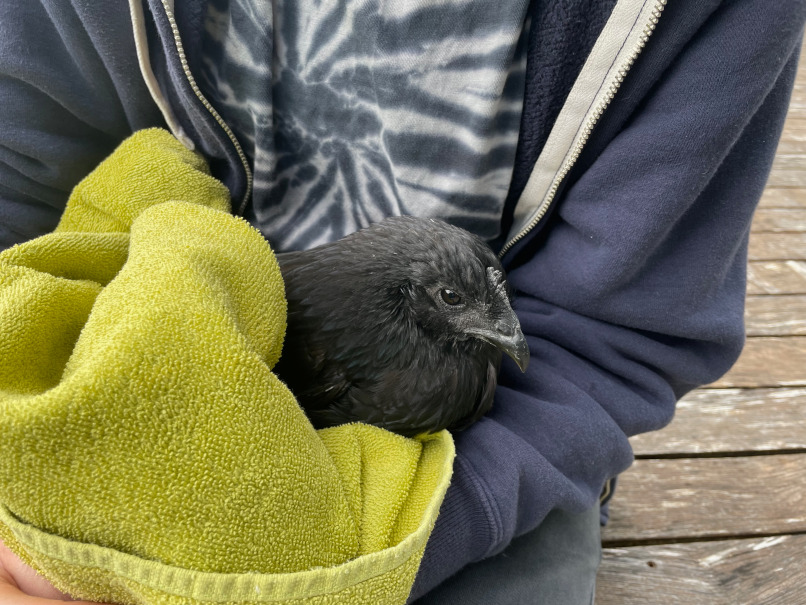 Die gerettete Junghenne in Obhut der Rangerin