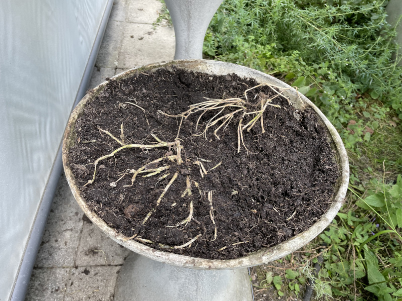 Überreste vom Meeresspargel