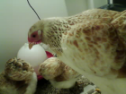 Huhn beobachtet die Kolleginnen beim Essen (05.01.2014)