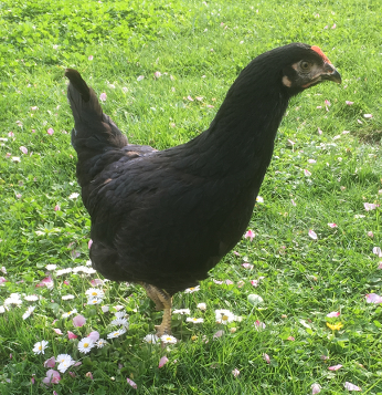 Pepito auf der Hühnerweide